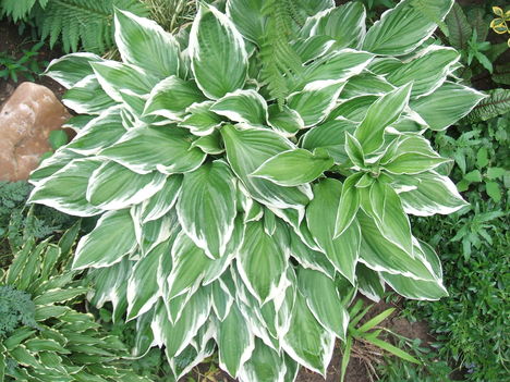 DSCF2771
