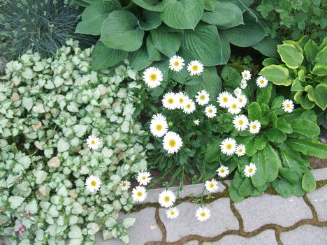 DSCF2779