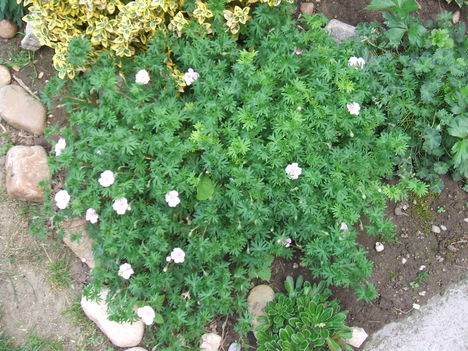 DSCF2780