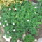 DSCF2780
