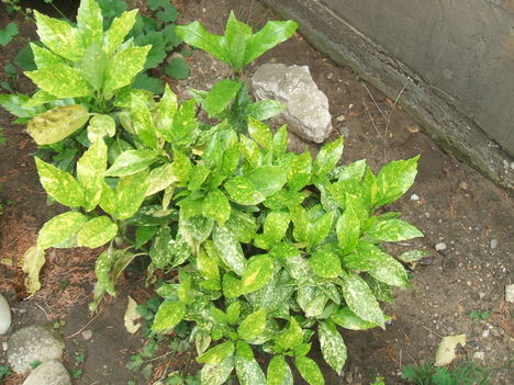 DSCF2781