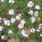 DSCF2783