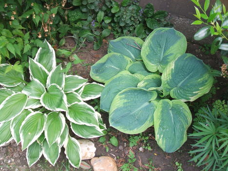 DSCF2784