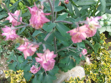 DSCF2785