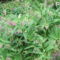 DSCF2791