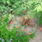 DSCF2794