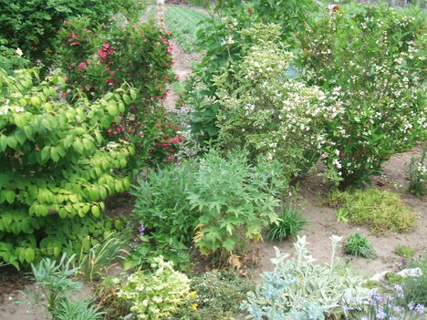 DSCF2797