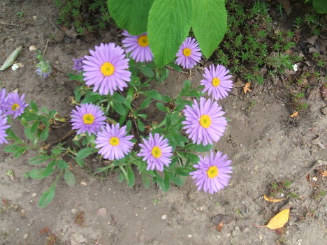 DSCF2798