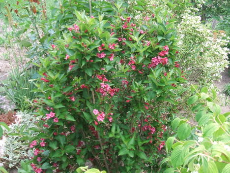 DSCF2799