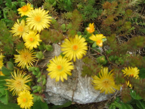 DSCF2801
