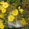 DSCF2801