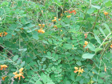 DSCF2802
