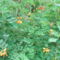 DSCF2802