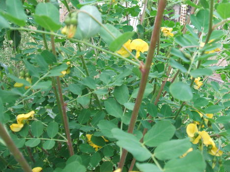 DSCF2804