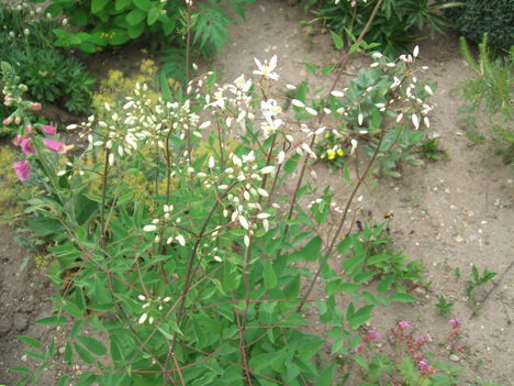 DSCF2811