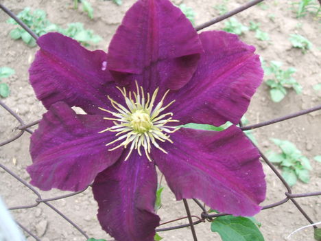 DSCF2812
