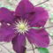 DSCF2812