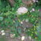 DSCF2818