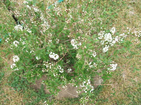 DSCF2824