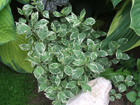 DSCF2830
