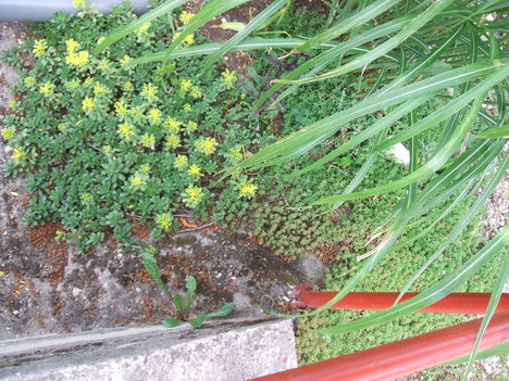 DSCF2850