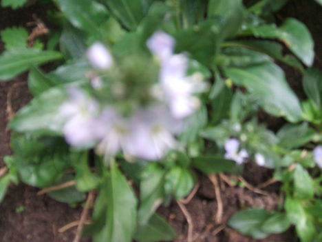 DSCF2851