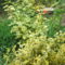 DSCF2860
