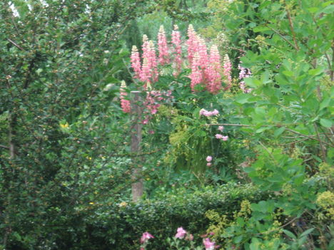 DSCF2862