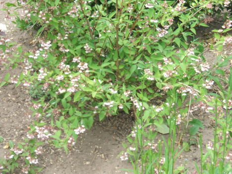 DSCF2866