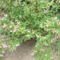 DSCF2866