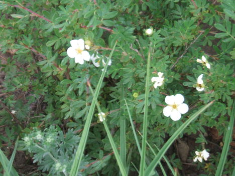 DSCF2868