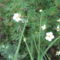 DSCF2868