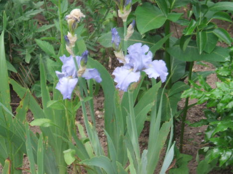 DSCF2870