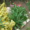DSCF2877