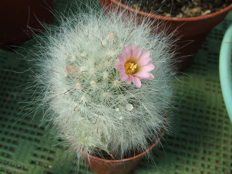 DSCF4270