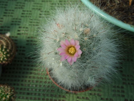 DSCF4271