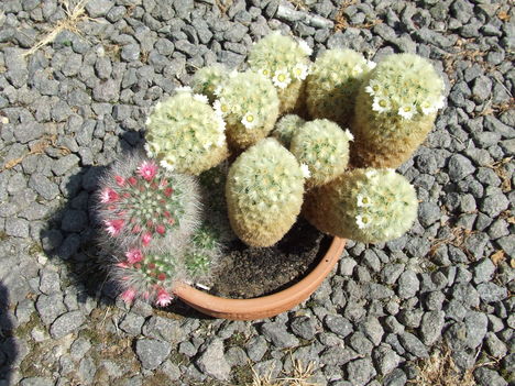 DSCF4279