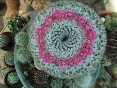 DSCF4281