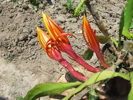 DSCF4286