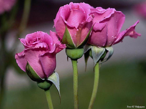 Flower-10