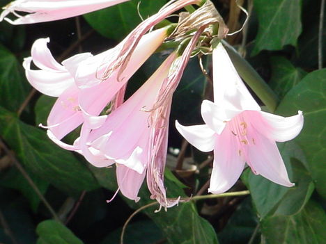 flower_139