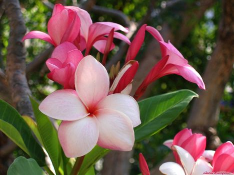 flower_187