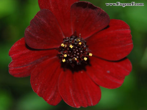 flower_46