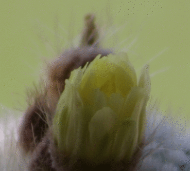 floweranim_closeup