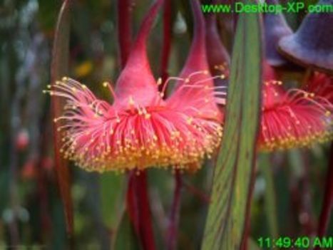 freeflowers
