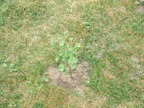 GINGÓ BILOBA csemete