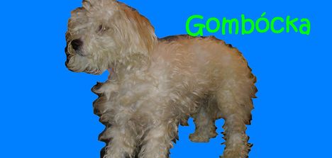 Gomboc