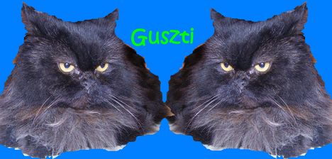 Guszti cica kozmetika  utanna