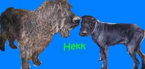 Hekk kozmetika elott es utanna