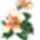 Hibiszkusz